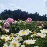 Hur man tar hand om pioner på hösten: 4 uppgifter att göra före vintern hur-man-tar-hand-om-pioner-pa-hosten-4-uppgifter.webp.webp